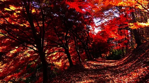 Fallen leaves carpet: 스톡 동영상 80149051