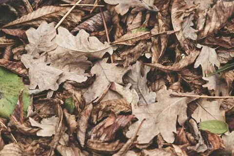 Fallen leaves of chestnut, maple, oak, acacia. Brown, red, orange and gren Au Stock Photos
