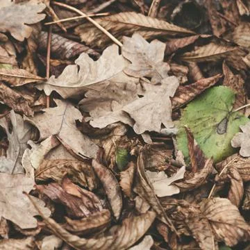 Fallen leaves of chestnut, maple, oak, acacia. Brown, red, orange and gren Au Stock Photos