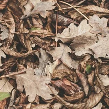 Fallen leaves of chestnut, maple, oak, acacia. Brown, red, orange and gren Au Stock Photos