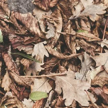 Fallen leaves of chestnut, maple, oak, acacia. Brown, red, orange and gren Au Stock Photos