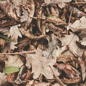 Fallen leaves of chestnut, maple, oak, acacia. Brown, red, orange and gren Au Stock Photos