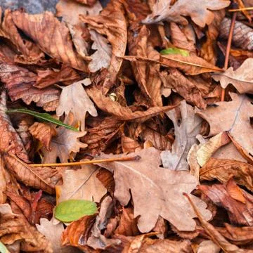 Fallen leaves of chestnut, maple, oak, acacia. Brown, red, orange and gren Au Stock Photos