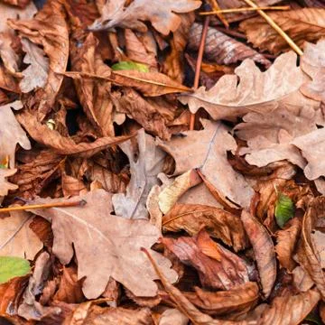 Fallen leaves of chestnut, maple, oak, acacia. Brown, red, orange and gren Au Stock Photos