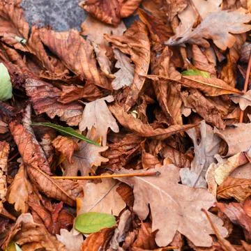Fallen leaves of chestnut, maple, oak, acacia. Brown, red, orange and gren Au Stock Photos