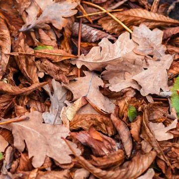 Fallen leaves of chestnut, maple, oak, acacia. Brown, red, orange and gren Au Stock Photos