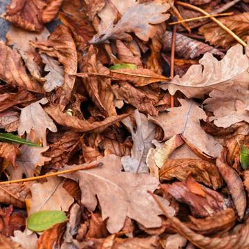 Fallen leaves of chestnut, maple, oak, acacia. Brown, red, orange and gren Au Stock Photos