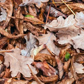 Fallen leaves of chestnut, maple, oak, acacia. Brown, red, orange and gren Au Stock Photos