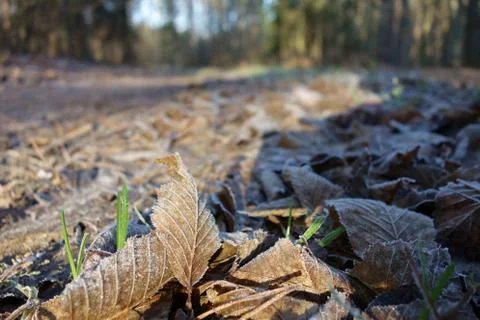 Fallen leaves closeup with a forest path perspective Stock Photos