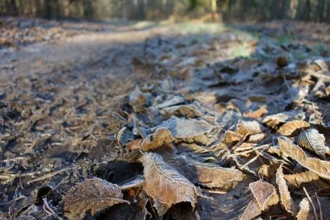 Fallen leaves closeup with a forest path perspective Stock Photos