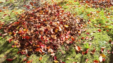Fallen leaves collected on the ground in a park, Tohoku Japan Stock-Footage 320809190