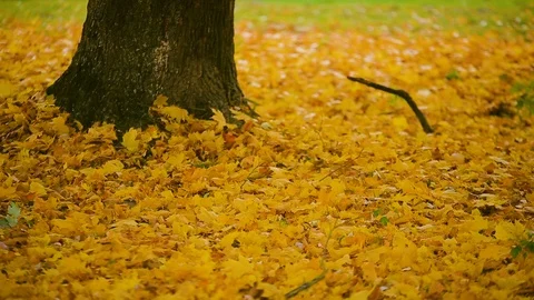 Fallen leaves come back to the branches of a tree - a mystical magical autumn Stock Footage 97604078