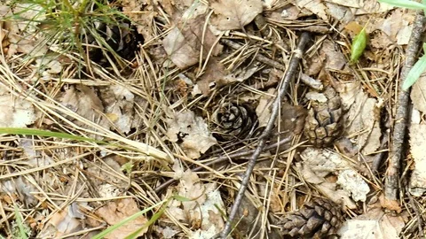 Fallen leaves with cones on the ground Stock Footage 78301410