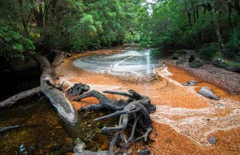 Fallen leaves cover the surface of a stream in Tasmania Stock Photos