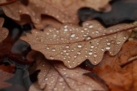 Fallen leaves covered with raindrops Stock Photos