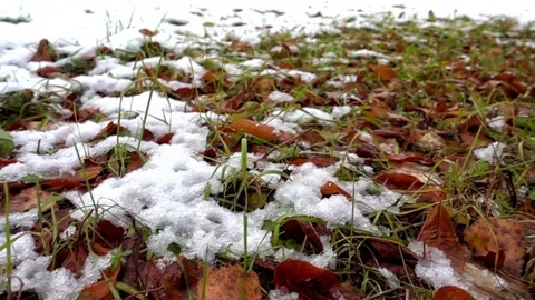 Fallen Leaves Covered With Snow Stock Footage 73282390