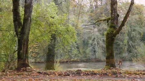 Fallen Leaves Covering Ground in Green Park Stock Footage 346196301