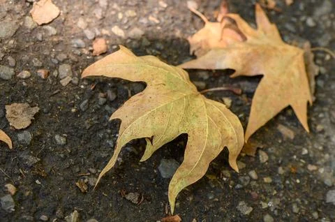 Fallen leaves create a gentle carpet on a quiet path in the heart of autumn.. Stock Photos