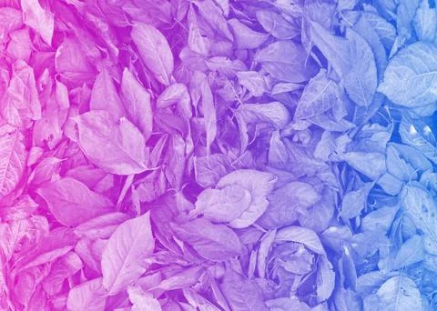 Fallen leaves creative background. Stock Photos