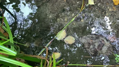 Fallen Leaves in a creek Stock Footage 138412250