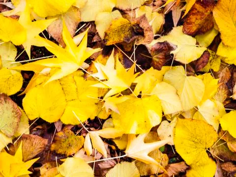 Fallen leaves in the fall Stock Photos