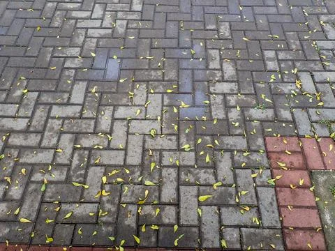 Fallen leaves that fall on the sidewalk Stock Photos