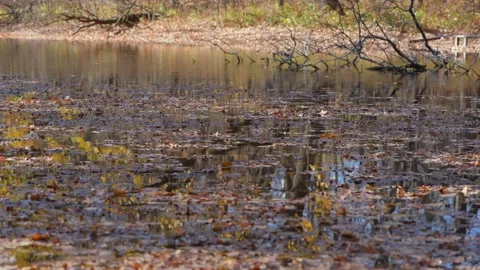 Fallen leaves float on the autumn river Stock Footage 166034294