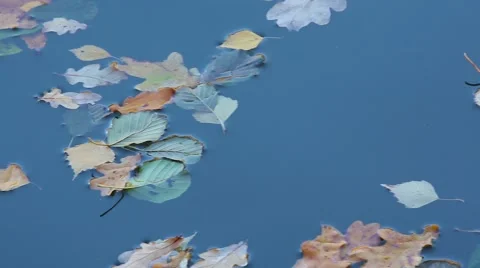 Fallen leaves float down the river Stock Footage 61289102