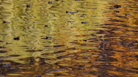 Fallen leaves float down the river with golden reflections Video stock 61289314