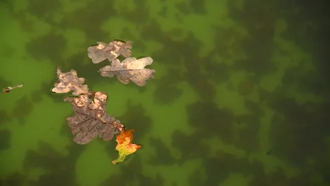Fallen leaves float in the water Stock Footage 272298430