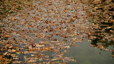 Fallen leaves float in the water Stock Footage 281508566