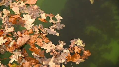 Fallen leaves float in the water Stock Footage 281508594