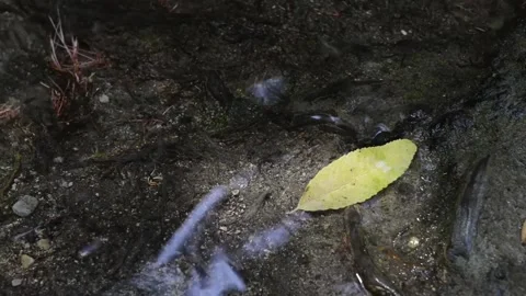 Fallen leaves floating and moving in a small stream of water. Stock Footage 135605900