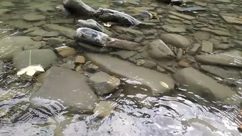 Fallen leaves floating on clear river surface Stock Footage 140928162