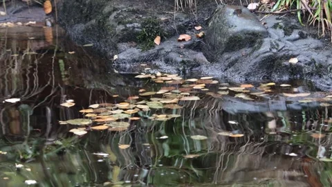 Fallen Leaves Floating Gently in a Pond, England, UK Stock Footage 295057405