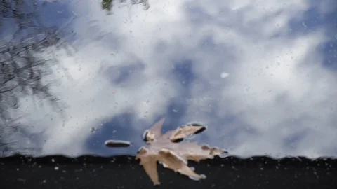 Fallen leaves floating in river Stock Footage 102767108
