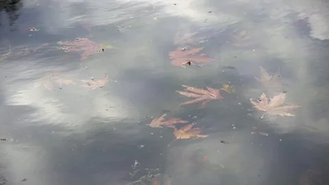 Fallen leaves floating in river Stock Footage 102767222