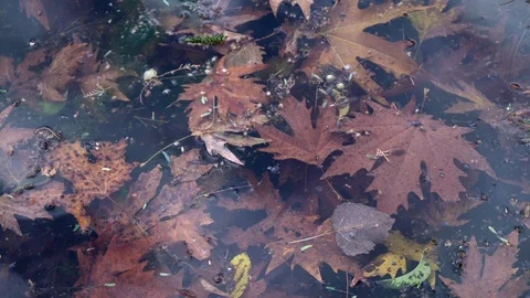 Fallen leaves floating in river Stock Footage 102767226