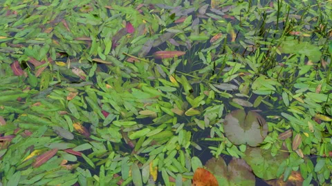 Fallen Leaves Floating In The Water Stock Footage 221832083
