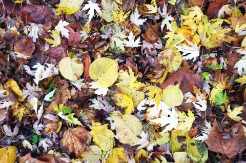 Fallen leaves on the floor Stock Photos