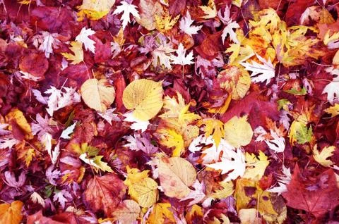Fallen leaves on the floor Stock Photos
