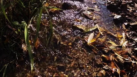 Fallen leaves in flowing water Stock Footage 81252934