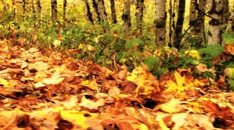 Fallen leaves Stock Footage 8918512