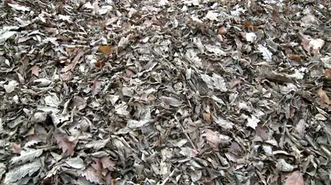 Fallen leaves Stock Footage 10678425