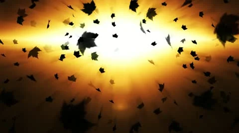 Fallen leaves Stock Footage 10831696