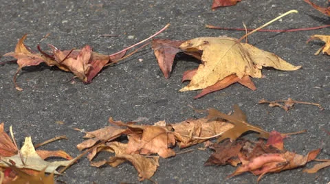 Fallen leaves Stock-Footage 25208728