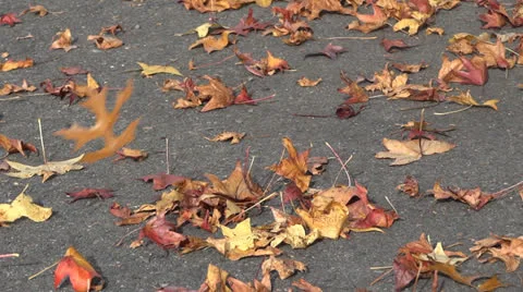 Fallen leaves Stock Footage 25208890