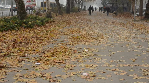 Fallen leaves Stock Footage 33043757