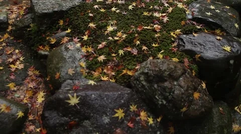 Fallen leaves. Stock Footage 46129731