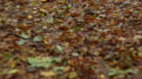 Fallen leaves Video stock 82943555